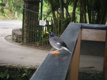 Rainforest Eco Lodge