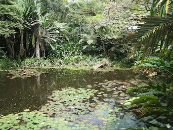 Rainforest Eco Lodge