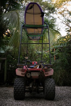 Jungle's Edge