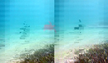 Dalyan Resort - Special Class