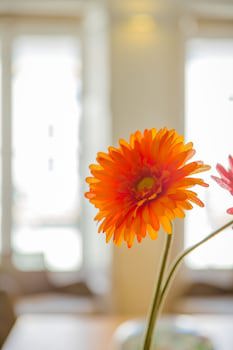 Flores 36 By Yoursporto
