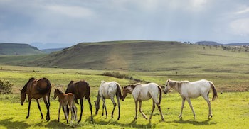 Antbear Drakensberg Lodge