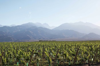 Casa De Uco Vineyards & Wine Hotel