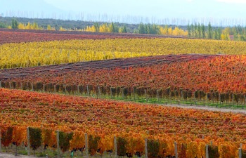 Casa De Uco Vineyards & Wine Hotel