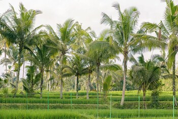 Beingsattvaa Luxury Ubud
