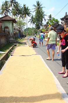 Beingsattvaa Luxury Ubud