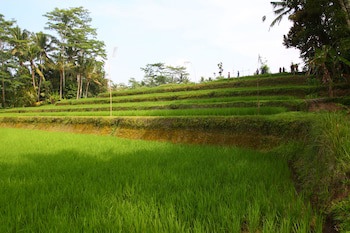 Beingsattvaa Luxury Ubud