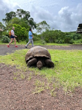 Galapagos Verde Azul