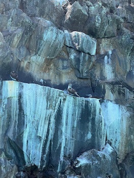 Galapagos Verde Azul