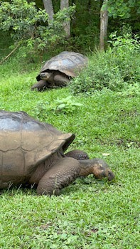 Galapagos Verde Azul