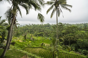 Adiwana Dara Ayu