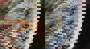 Istanbul Sydney Hotel