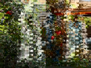 Meleklerevi Cave Hotel