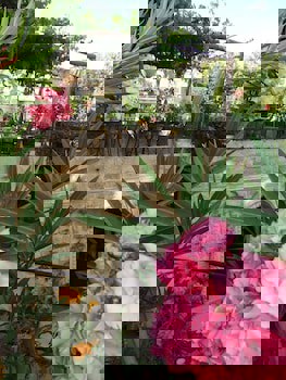 Meleklerevi Cave Hotel