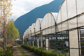 Tai Yi Red Maple Resort