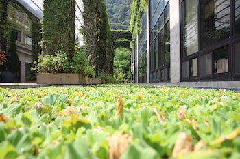 Tai Yi Red Maple Resort