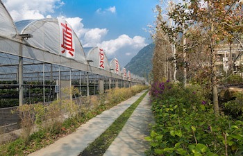 Tai Yi Red Maple Resort