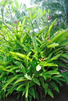 Baan Sawan Samui Resort
