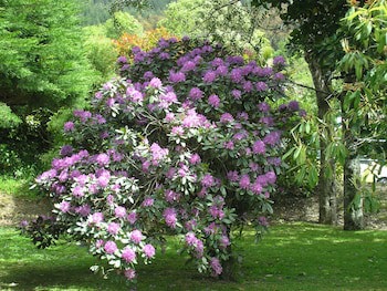 Bucket Tree Lodge