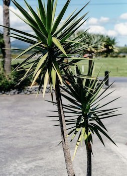 Anchor Lodge Motel Coromandel