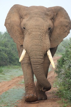 Safari Lodge - Amakhala Game Reserve