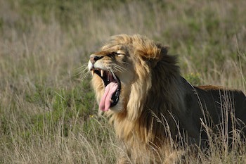 Safari Lodge - Amakhala Game Reserve