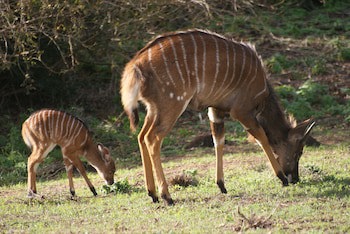 Safari Lodge - Amakhala Game Reserve