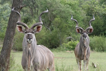 Safari Lodge - Amakhala Game Reserve