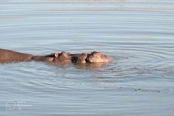 Safari Lodge - Amakhala Game Reserve