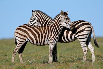 Safari Lodge - Amakhala Game Reserve