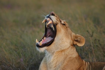 Safari Lodge - Amakhala Game Reserve