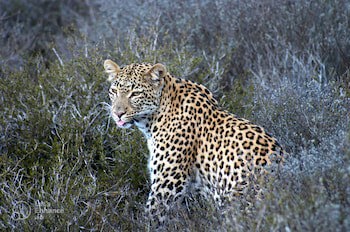 Safari Lodge - Amakhala Game Reserve