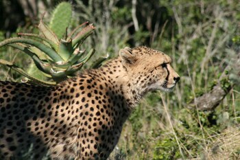 Safari Lodge - Amakhala Game Reserve