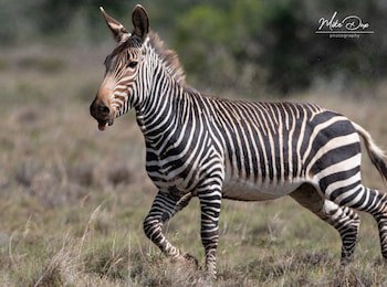 Safari Lodge - Amakhala Game Reserve