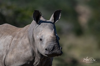 Safari Lodge - Amakhala Game Reserve
