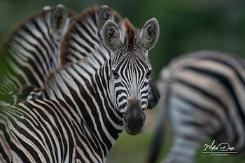 Safari Lodge - Amakhala Game Reserve