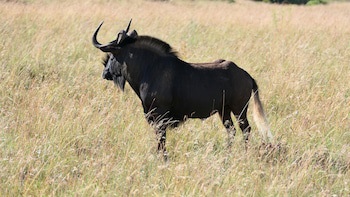 Safari Lodge - Amakhala Game Reserve