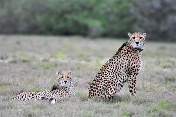 Safari Lodge - Amakhala Game Reserve