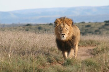 Safari Lodge - Amakhala Game Reserve