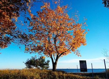 Bursztyn