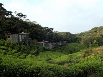 The Rainforest Ecolodge