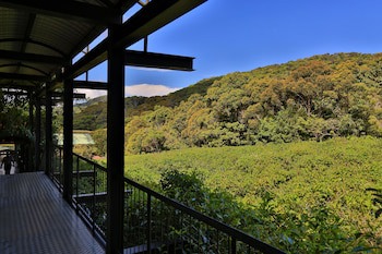 The Rainforest Ecolodge