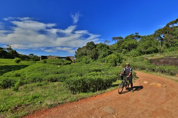The Rainforest Ecolodge