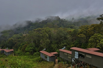 The Rainforest Ecolodge