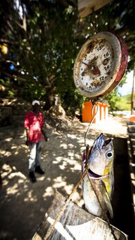 Bahia Apartments & Diving