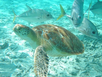 Shaka Caye