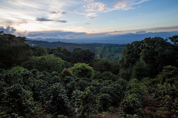 Chayote Lodge