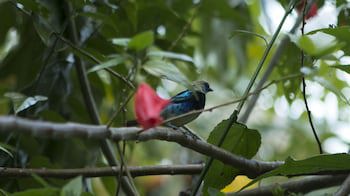Ara Ambigua Lodge