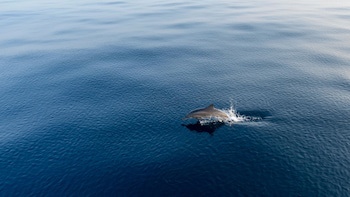 Amilla Maldives