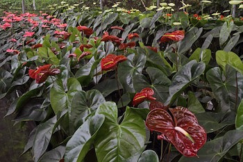 Finca Hamburgo